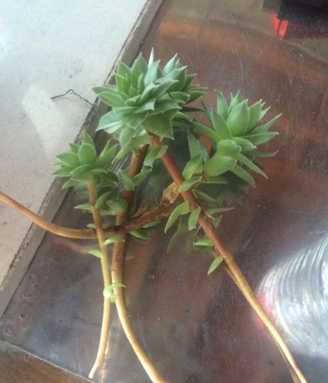  #一大#秋天养“观音莲”，别忘摘点芽繁殖，一棵变10棵，来年又长一大圈