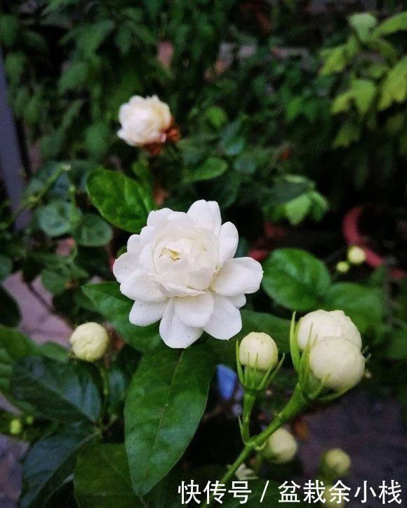 『要施肥』立夏过后,4种花进入“盛花期”,水肥及时跟上,夏天开到秋天