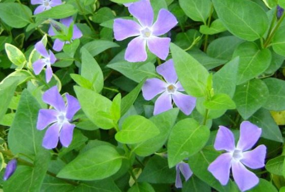  『美艳』养花就养这4款小花，全年开花不断，花开美艳动人，开花就成花海