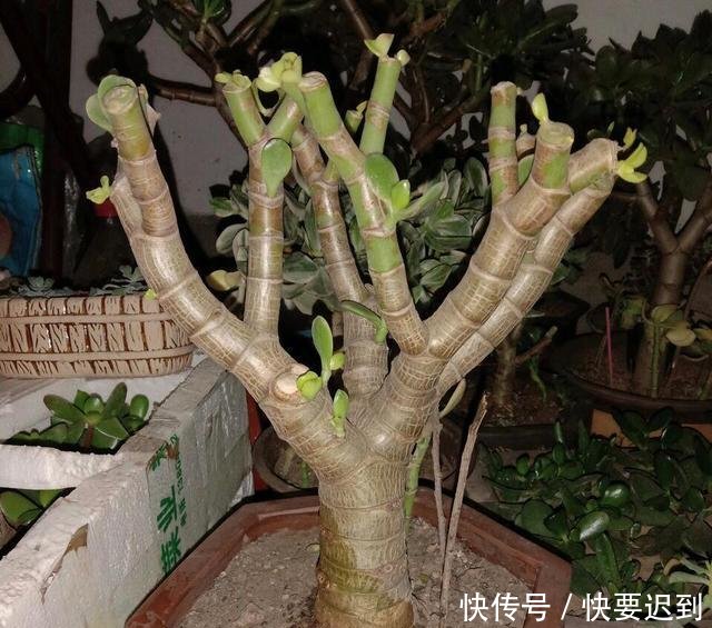  『开春以后』早早把玉树“剃成”光杆子，新芽嗖嗖冒，1年变老桩！