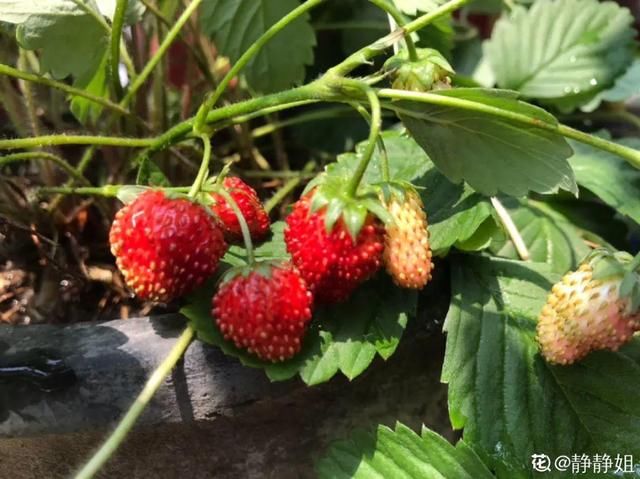  够吃■阳台养这10种菜，长得快、结果多，全家都够吃！