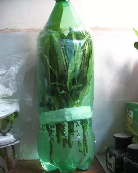  『水里』花市4种树别买，讨根枝条插水里，10天冒白根，太容易成活！