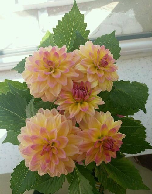  家里■家里养这几款花朵，新芽冒不停，花蕾多到爆满枝，花开飘香