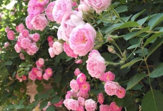 「养花」“艳丽又好养活”的5种花,好看还养不死,养花人都爱不释手