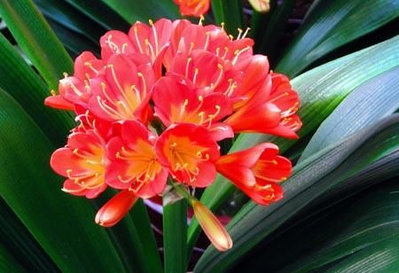  [品种]养护红花，就要选择好花卉品种，花朵层层叠叠，饱满芳菲艳丽