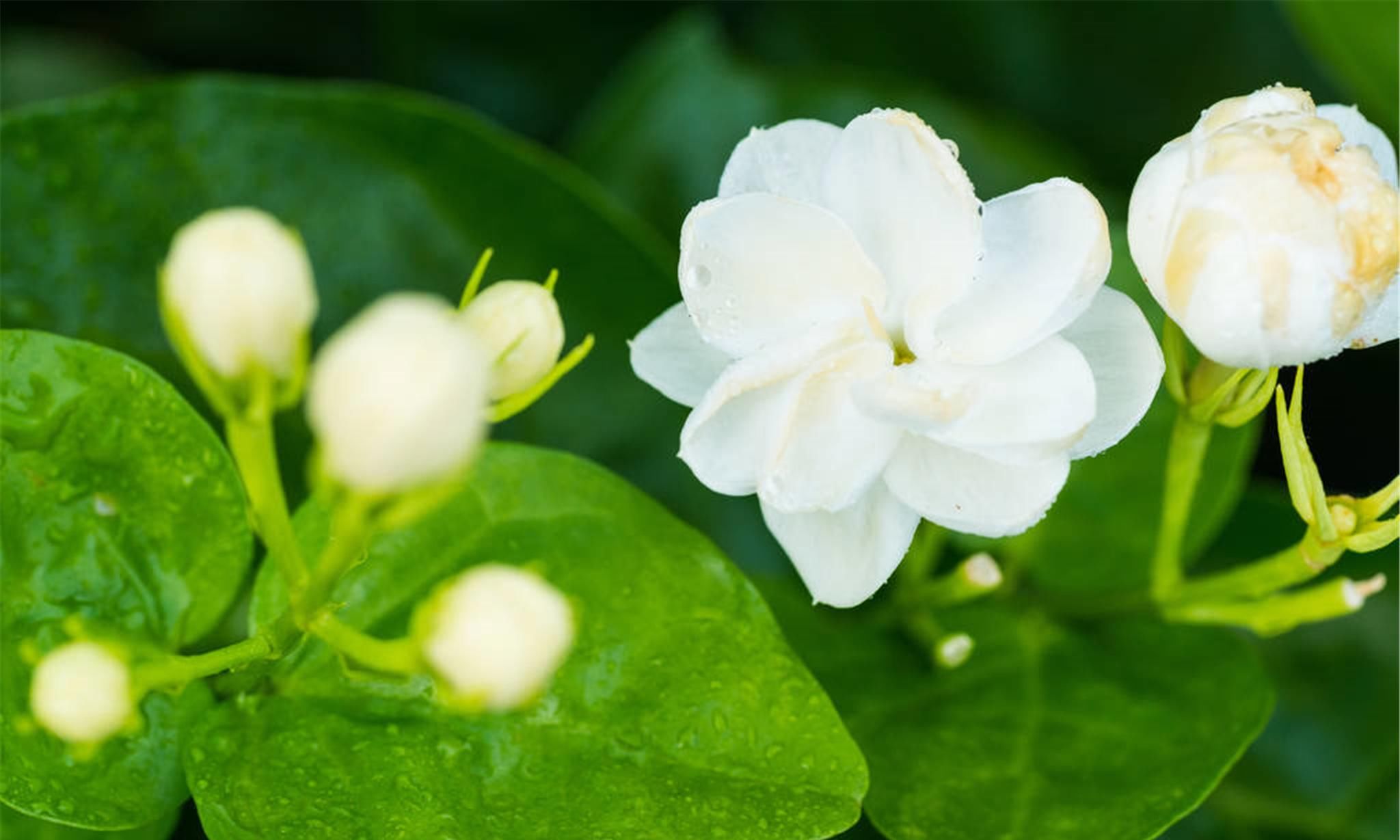  『茉莉花』你身边的中草药：茉莉花