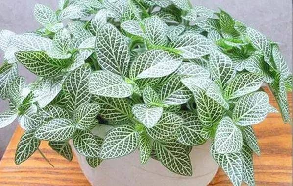 『外观很』怎样浇水都死不了的植物,新手们速度收藏起来
