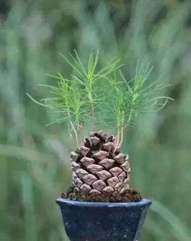  [赏心悦目]看松树林下捡来的松果，是怎样慢慢长成一盆赏心悦目的盆栽的