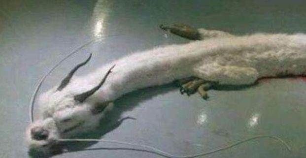 世界未解之谜：老一辈都说看到龙在天上飞，是谣言还是确有其事