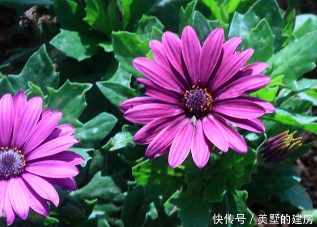  #适合#春天不适合种菊花？3种“菊花”养护好，可以从春开到秋