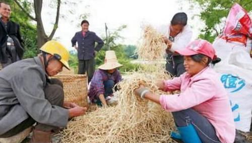  种植■乡下这种农作物：每亩能产1万斤左右 20块钱1斤 但没有几