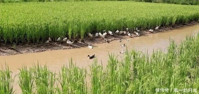  稻田：稻田养鸭有什么好处，养殖人又该注意什么？