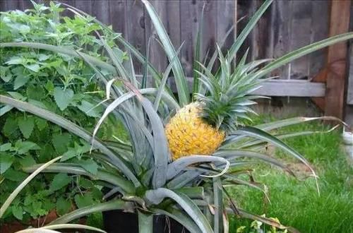  『品种』14种盆栽水果植物，谁说阳台只能种菜种花？