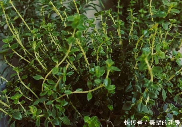  「水果鼠尾草」6种香香花，厨房客厅都能养，闻着香吃着也香，摘一把长10盆！