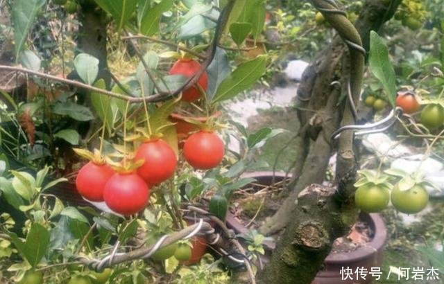  『观赏价值』2020年，若是喜欢“观果树”，就养2种，3年后价值翻倍，挺值钱