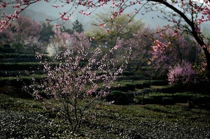 『日照』日照岚山：清明时节好春光，家家户户采茶忙