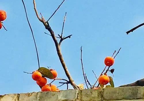  槐树@北京人的生活，一年四季都离不开树！