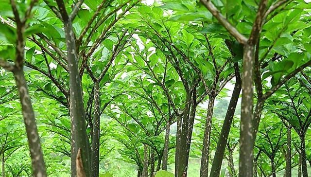  「营养」能制作“豆腐”但不是豆类，容易种植产量高营养好农民为啥不种？