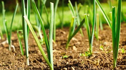  『种植』种植韭菜时怎样施肥？教你几招，能让韭菜长的越来越好