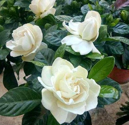  肥料@栀子花爱“黄叶”，学会以下几招，叶片绿油油开花香，年年爆盆