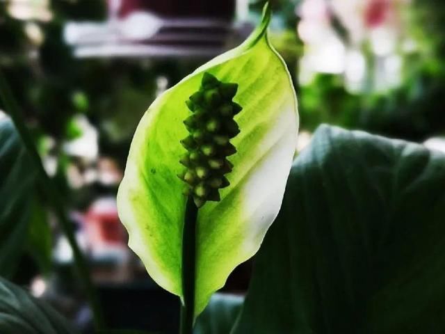  「图片作者」10种花，春天不能晒，躲屋里最安全！