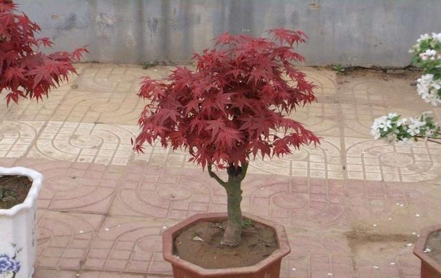  养花：养花大神都会的一个“细节”，盆景养护，摘叶很重要，你会吗？