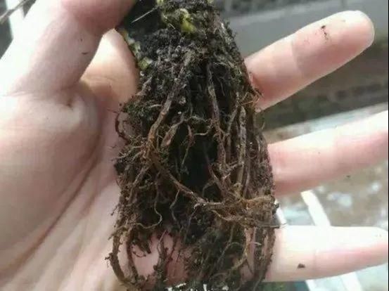  「烂根」天热了，8种花不能乱浇水，小心浇完就死