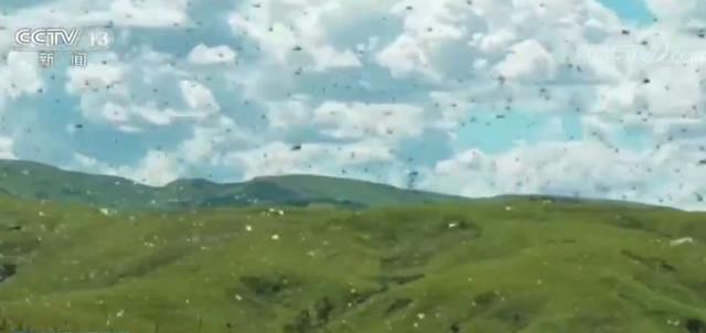  侵入：异常气候导致蝗灾泛滥！官方紧急通知：沙漠蝗有侵入中国的风险