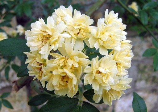 『浓郁』庭院养护这几朵小花，轻松开成小花海，花香浓郁，邻居都羡慕