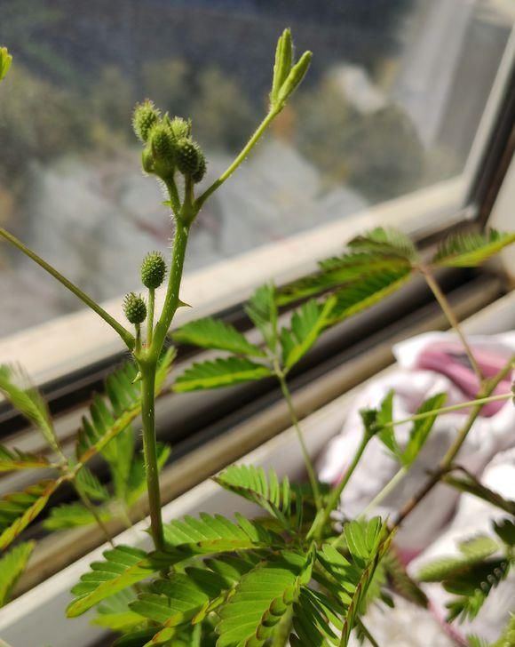 家中的小孩@花市常见这种草,小朋友都喜欢,叶子会闭合,千万不要给孩子买