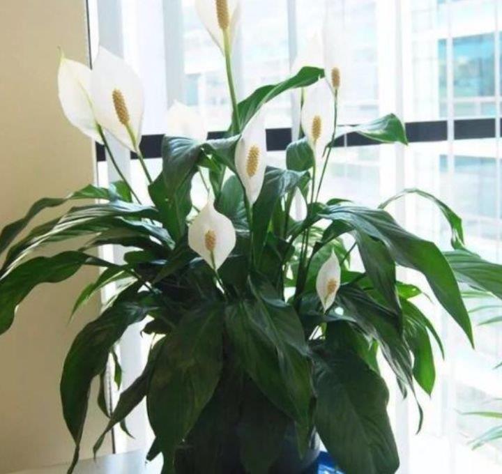 『富贵』家养5种旺运花,富贵好运财源滚滚来,懂花的人都在养