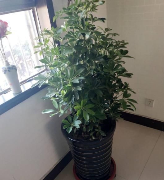 幸福树■幸福树生长慢?对它“剪一剪”新芽“蹭蹭”往外冒,叶子茂密青翠