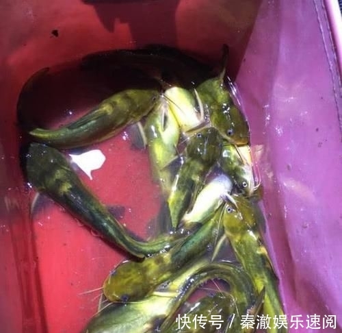  【建议】为了渔获无所不用其极，这3种没底线的钓鱼人，建议你离他远点
