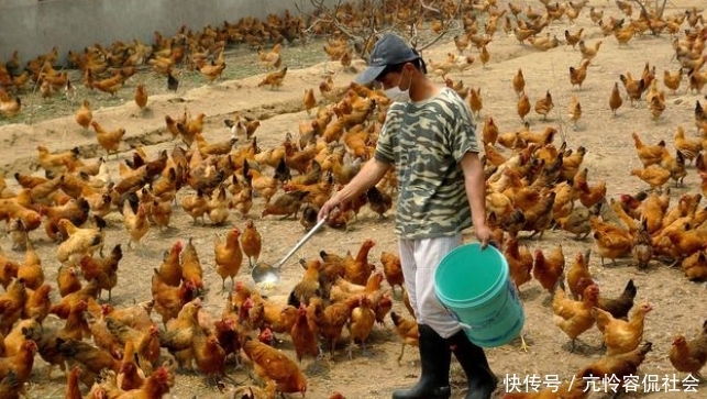  「练成」养鸡高手都是这么练成的