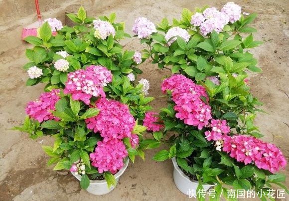 「不停」养绣球,选择“无尽夏”,花瓣直径18公分,晒足太阳花开不停