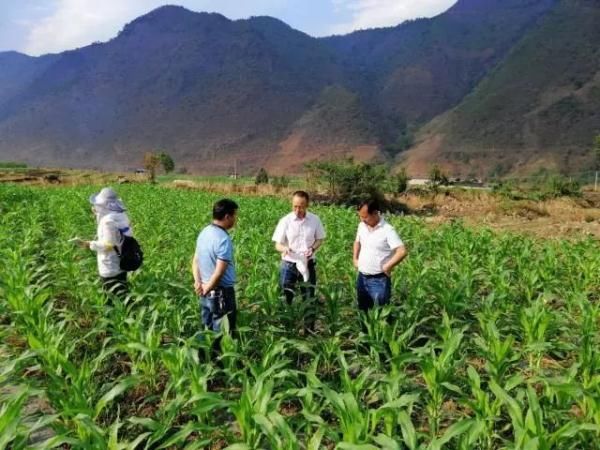  [农业农村部]紧急行动！沙漠蝗入侵云南，还有更严重的“幺蛾子”！