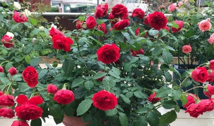  『百合花』3种切花养在家，花朵硕大花期长，一盆开花100朵，天天能赏漂亮花