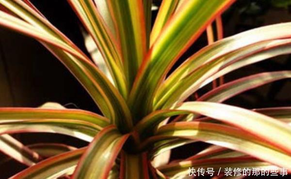  「抓紧时间」3种“植物”寓意好又旺财，有利于家人健康，抓紧时间养一盆吧！
