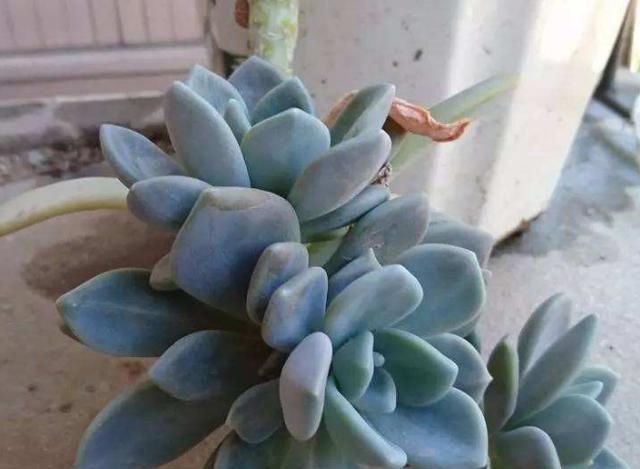  增加光照|1种多肉长得快,易爆盆,1年长成大老桩,是多肉巨无霸!