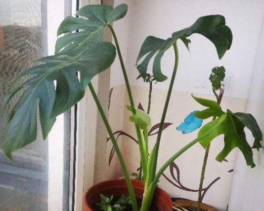 「搬出去」最不耐晒的3种花,养在室内才好看,搬出去一天就枯了