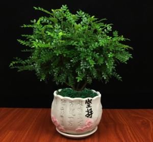  [养树]懂花人给客厅“养树”，绝不忽视这“4种花”，耐旱好养，生根快