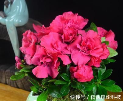 『快速』小花匠养杜鹃花,春季都用此“方法”,疯长新芽,来年花更多