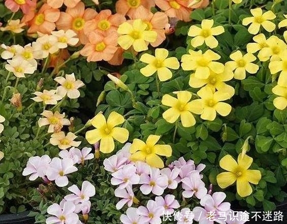  #不见#备受欢迎的醡浆草盆栽该如何养殖？多注意3点，花开不见叶子