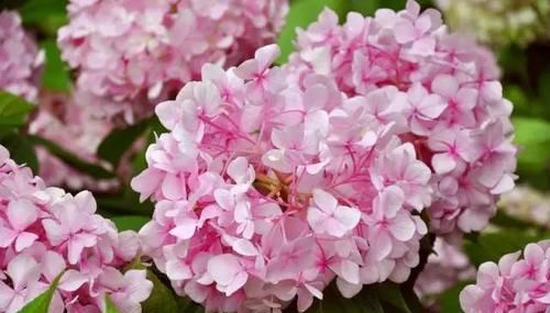  『长花苞后』4月养绣球花，做好这件事，花苞一茬接一茬，开花美花量大