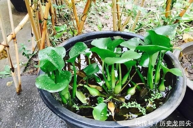  「利润」3个月可长满一亩池塘，亩利润近5千元，农民种植它有前