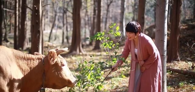 这群不回家的牛，在300平方公里的绝美仙境诗意栖居