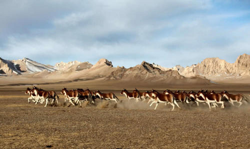 中国最大无人区：海拔6000多米人类难以存活，野生动物的天堂