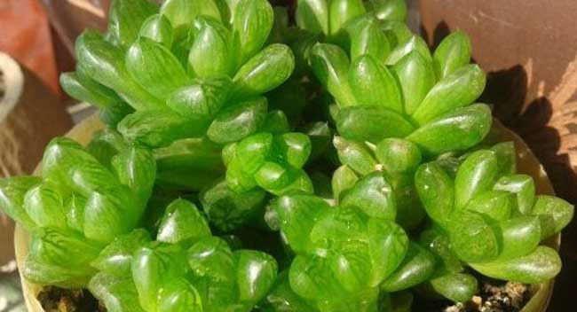  植物：草玉露怎么养?多肉植物草玉露的养殖方法