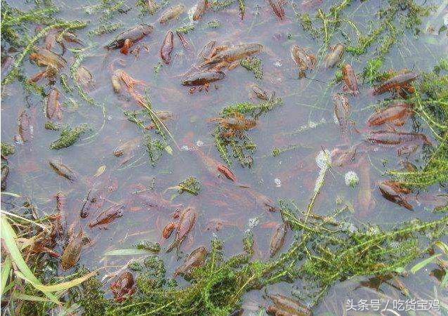 出征世界杯的小龙虾,被我们吃成最失败的外来