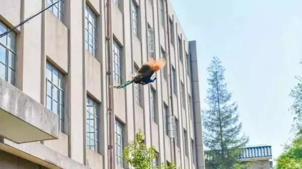  『大学校园』高校“神兽”出没,快来看看有没有你们学校